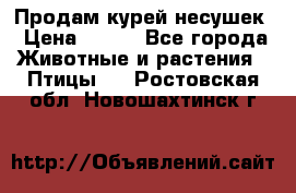 Продам курей несушек › Цена ­ 350 - Все города Животные и растения » Птицы   . Ростовская обл.,Новошахтинск г.